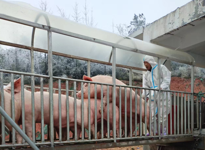 超级养猪大户，2025年亏损至少7亿元！去年卖了542万头猪，比2024年还多100多万头