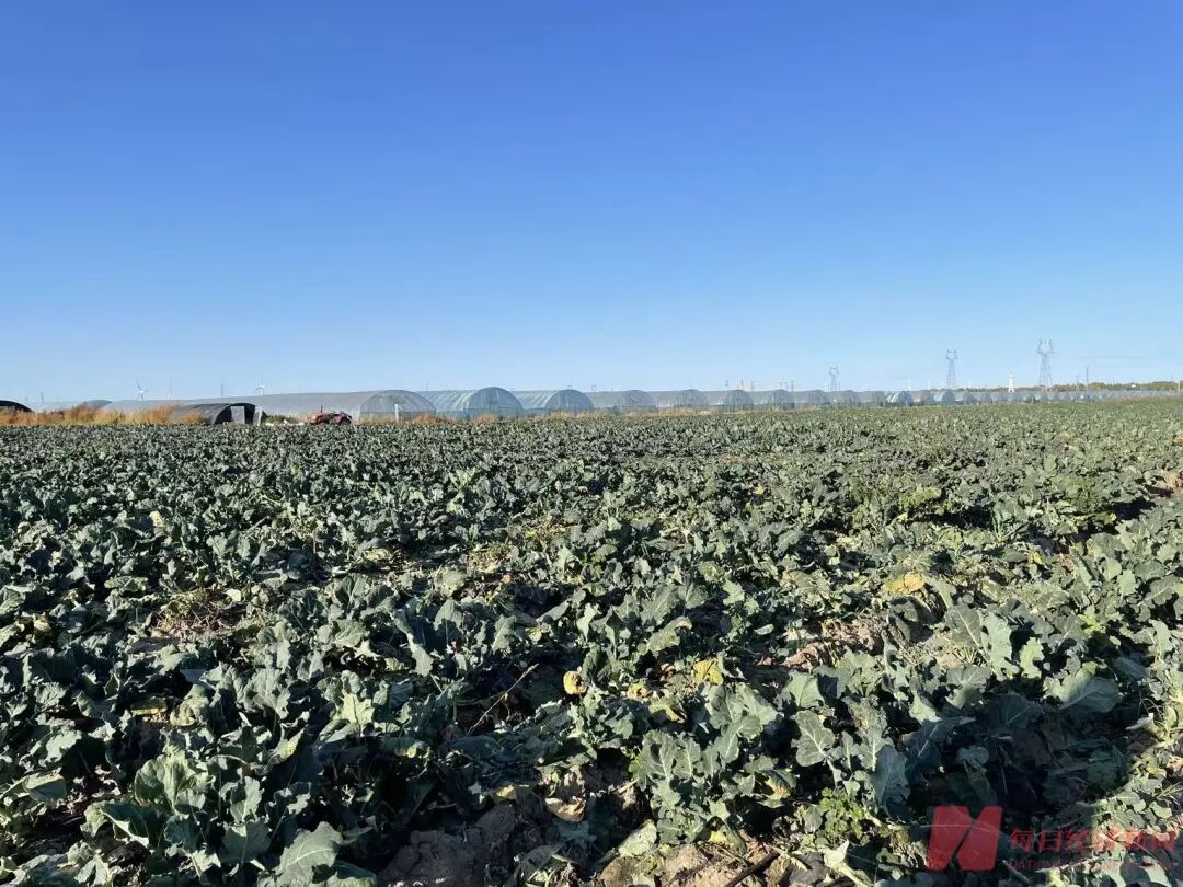 贾国龙要求道歉,罗永浩承认冷冻西蓝花“成本更高”!一斤西蓝花从两块多升值到20多元,业内人士:速冻的可能比新鲜菜更好 贾国龙要求道歉,罗永浩承认冷冻西蓝花“成本更高”!一斤西蓝花从两块多升值到20多元,业内人士:速冻的可能比新鲜菜更好