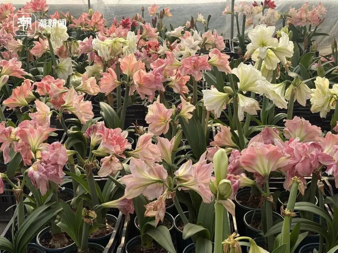 价格大跳水!曾标价近300元的“网红”,如今“直播间标价三十四元根本卖不动,只能批发清仓” 价格大跳水!曾标价近300元的“网红”,如今“直播间标价三十四元根本卖不动,只能批发清仓”